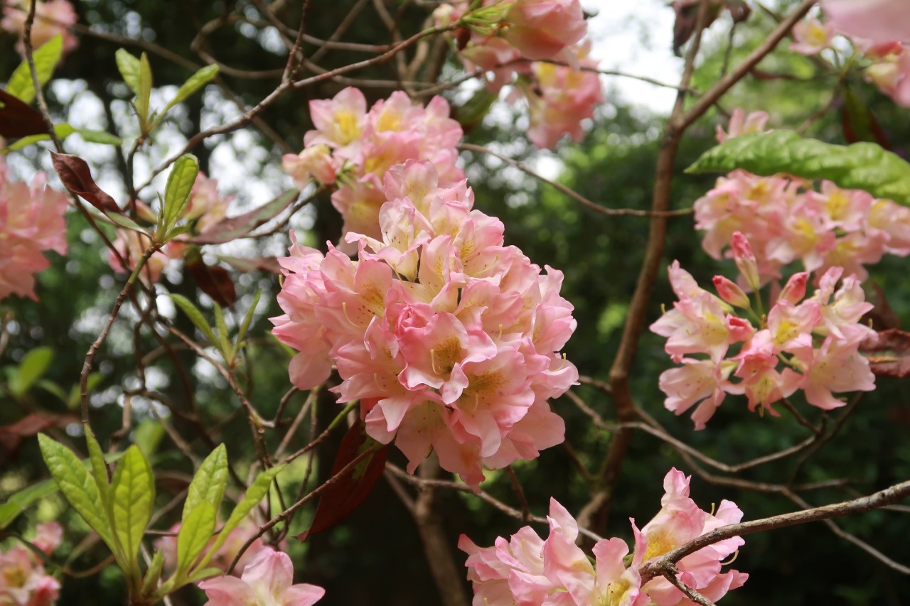 'Galloper Light'